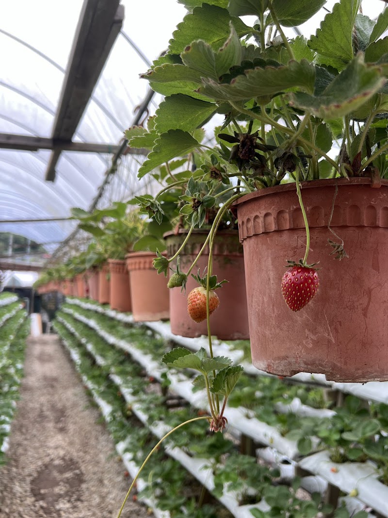 Abang Strawberry photo 5